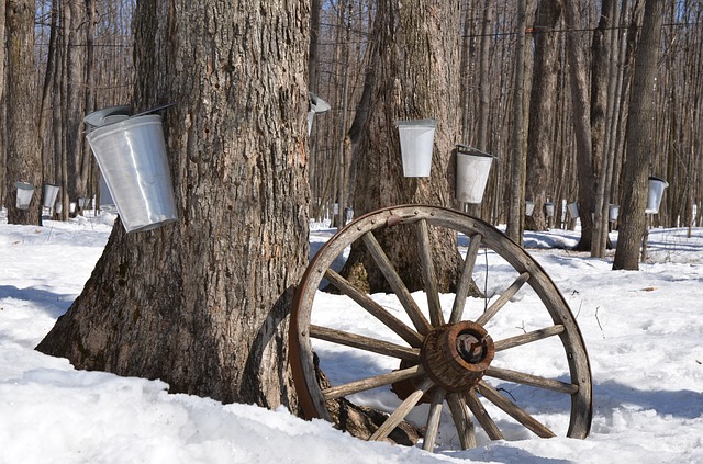 Maple Syrup Day