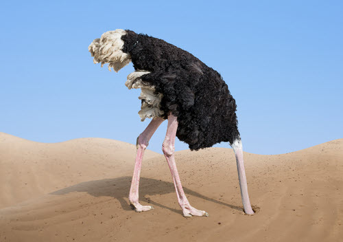 Ostrich with head in the sand photo for Facebook Page Likes post