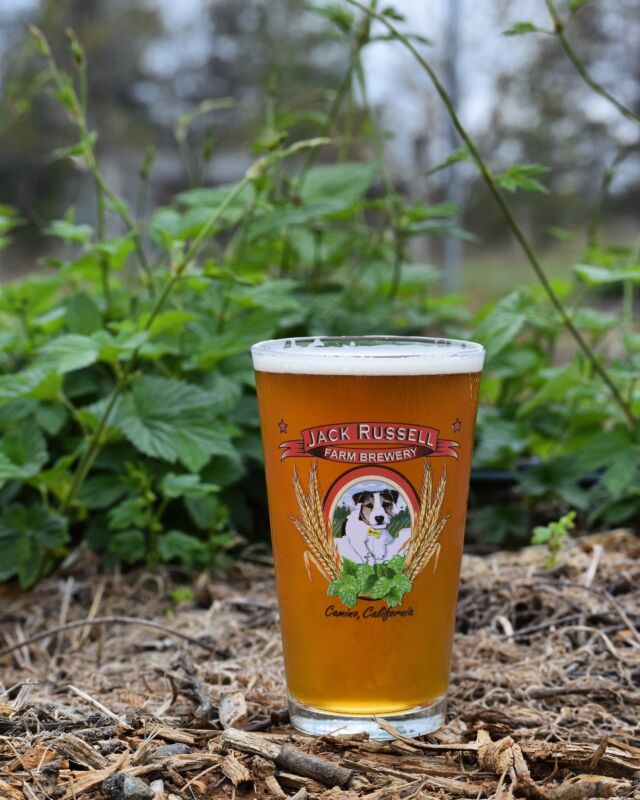 Spring is here and our hops have started growing. Come enjoy a fresh cold beer at the brewery and enjoy the sunshine! ☀️ 
.
.
#farmlife #brewery #brewerylife #hops #spring #jackrussellbrewery #applehill #applehillofficial #beer #handcraftedbeer
