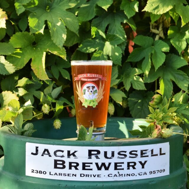 The weather at the brewery is beautiful this week! So join us for a cold one. ☀️🍻 Also Friday Night Live Music Starts this week! 
.
.
#jackrussellfarmbrewery #jackrussellbrewery #applehillofficial #applehill #visitapplehill #applehilltourguide #sacbeer #camino #craftbeer #sacbeerenthusiasts #handcraftedbeer #cider #hardcider #visitgoldcountry #visiteldoradocounty #eldoradocounty #appleblossom #brewery #brewerylife #localbusiness