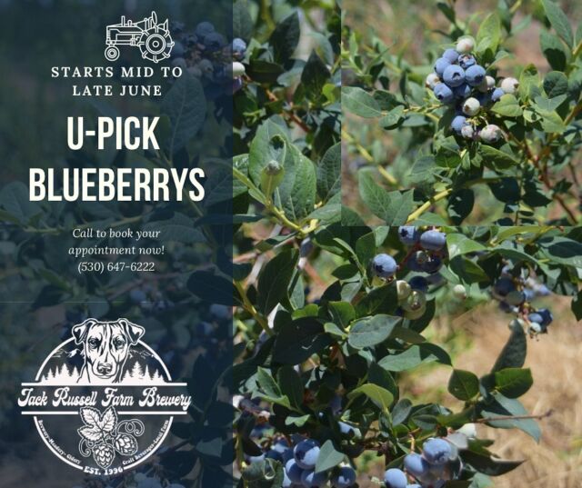 U-Pick Blueberries 🫐 is just around the corner! Check our story today for a current look at our blueberry fields. We can’t wait for mid to late June! Will keep you posted on progress. 👍
.
.
#jackrussellbrewery #applehillofficial #applehill #visitapplehill #applehilltourguide #sacbeer #camino #craftbeer #sacbeerenthusiasts #handcraftedbeer #cider #hardcider #visitgoldcountry #visiteldoradocounty #eldoradocounty #appleblossom #brewery #brewerylife #localbusiness