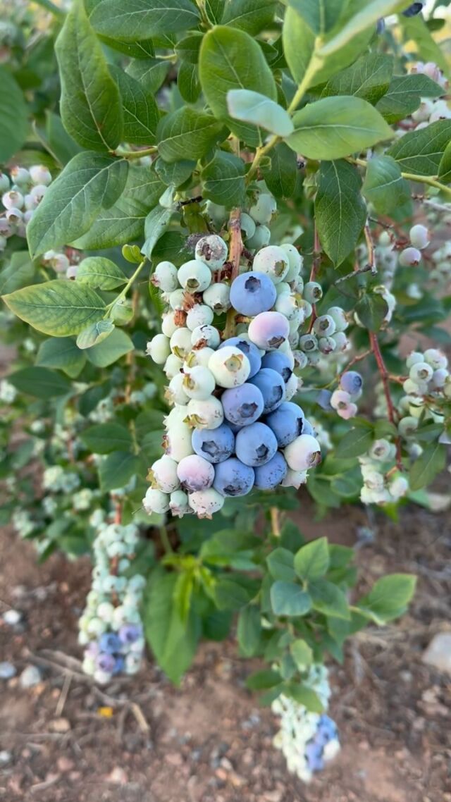 Farm update our blueberry’s 🫐 are starting to turn. The bushes are loaded this year. Hop Bines are starting to climb, & our flowers on the patio are full bloom. Come enjoy some sunshine with us! Open 7 days a week. U-Pick starting late June!
.
.
#jackrussellfarmbrewery #jackrussellbrewery #applehillofficial #applehill #visitapplehill #applehilltourguide #sacbeer #camino #craftbeer #sacbeerenthusiasts #handcraftedbeer #farmlife #hardcider #visitgoldcountry #visiteldoradocounty #eldoradocounty #appleblossom #brewery #brewerylife #localbusiness #foodtruck #visiteldorado #visiteldoradocounty