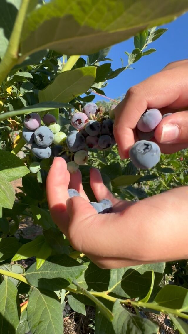 Join us for U-Pick Blueberries here at Jack Russell Farm Brewery. 😋 
.
@applehillofficial 
.
#jackrussellfarmbrewery #jackrussellbrewery #applehillofficial #applehill #visitapplehill #applehilltourguide #sacbeer #camino #craftbeer #sacbeerenthusiasts #handcraftedbeer #blueberries #upickfarm #visitgoldcountry #visiteldoradocounty #eldoradocounty #appleblossom #upickblueberries #brewerylife #localbusiness #foodtruck #visiteldorado #visiteldoradocounty