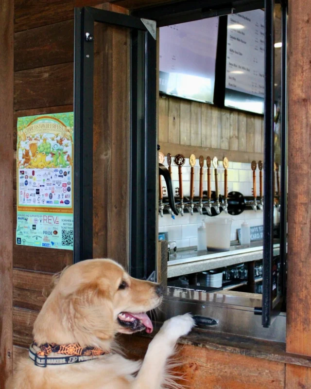 "Just one treat and a pint for my human, please" 🍺🐾 

Spotted our favorite trick-or-treater at the bar! He’s here for the good kind of spirits 👻

Bring your pup and your people to Commonhouse this week. There’s plenty of room for everyone!