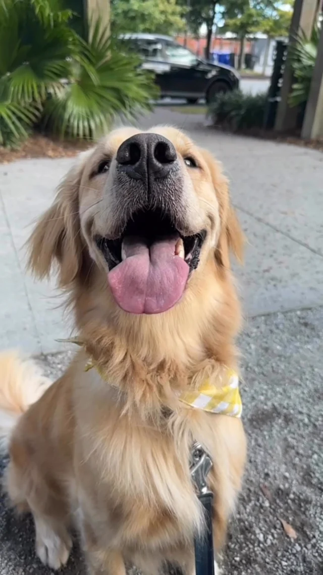 Our favorite regular just walked in 🐾
Proof that good dogs and good beer make the perfect combo 🍺